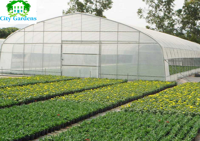 singel greenhouse